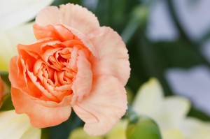 carnation-flower.jpg